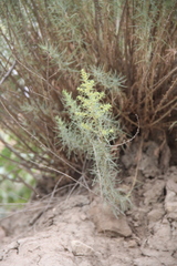 Salsola daghestanica