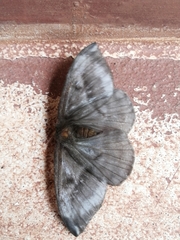 Lepidoptera