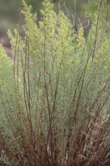 Salsola daghestanica