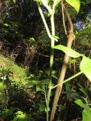 Gossypioides kirkii