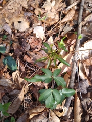 Zizia trifoliata
