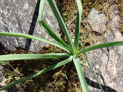 Asphodelus serotinus