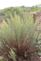 Salsola daghestanica
