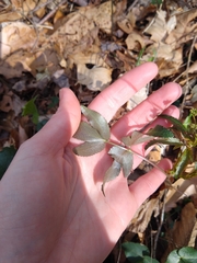Zizia trifoliata