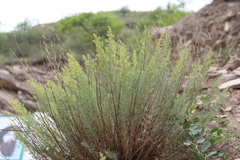 Salsola daghestanica