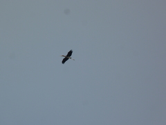 Mycteria leucocephala