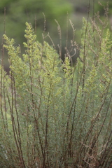 Salsola daghestanica