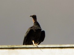 Coragyps atratus