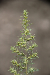 Salsola daghestanica