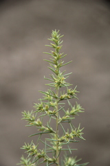 Salsola daghestanica