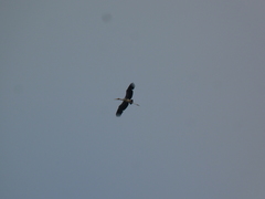 Mycteria leucocephala