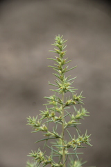 Salsola daghestanica