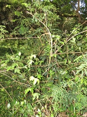 Gossypioides kirkii