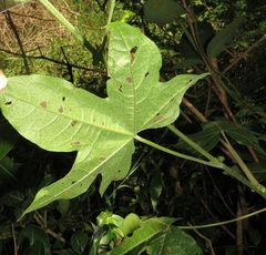Gossypioides kirkii