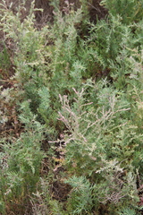 Suaeda confusa