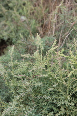 Suaeda confusa