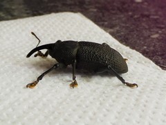 Homalinotus coriaceus