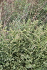 Suaeda confusa