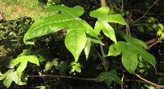 Gossypioides kirkii