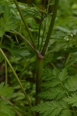 Anthriscus sylvestris