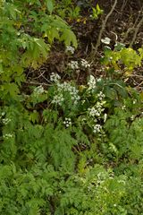 Anthriscus sylvestris