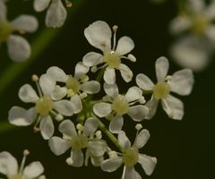 Anthriscus sylvestris