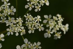 Anthriscus sylvestris