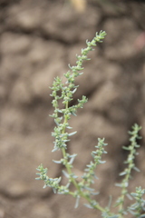 Suaeda confusa
