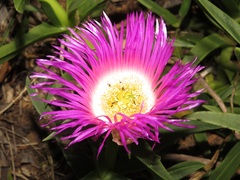 Carpobrotus dimidiatus