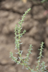 Suaeda confusa