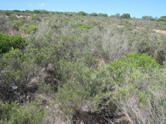 Pteronia oppositifolia