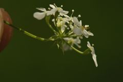 Anthriscus sylvestris