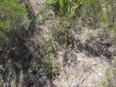 Pteronia oppositifolia