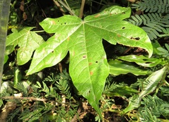Gossypioides kirkii