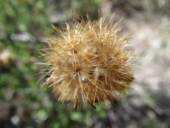 Pteronia oppositifolia