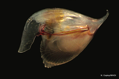 Cavolinia gibbosa