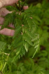 Anthriscus sylvestris