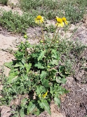 Tetragonotheca repanda