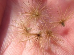 Pteronia oppositifolia