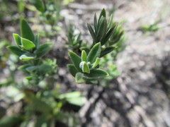 Pteronia oppositifolia