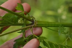 Anthriscus sylvestris