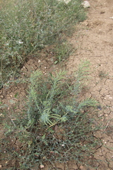 Suaeda confusa