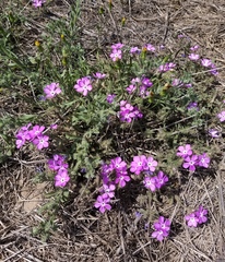 Phlox glabriflora
