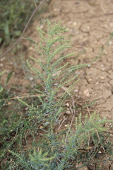 Suaeda confusa