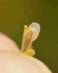 Arabidopsis thaliana