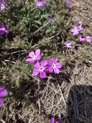 Phlox glabriflora