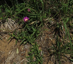 Carpobrotus dimidiatus
