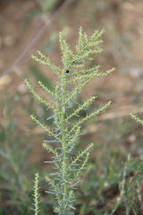 Suaeda confusa