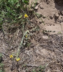 Physaria lindheimeri