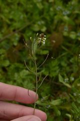 Arabidopsis thaliana